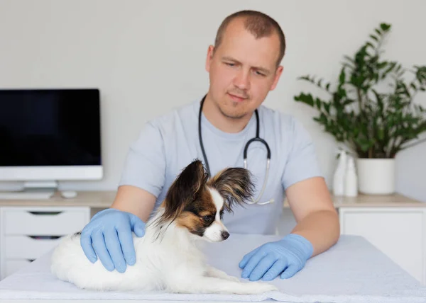 診察中に彼の毛皮や皮膚をチェックする制服や手袋の獣医師ながら 医療テーブルの上に病気の小さな犬 — ストック写真