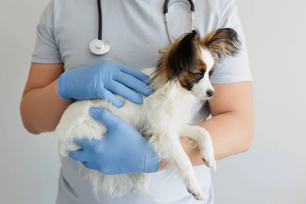 Veterinář Pracovní Uniformě Drží Náručí Papilonského Psa — Stock fotografie