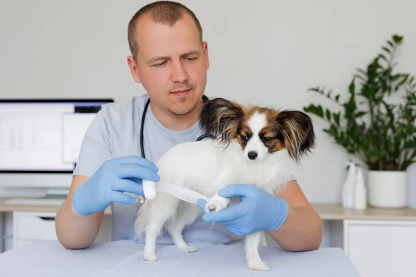 Veterinární Lékař Pracovní Uniformě Obvazuje Tlapku Malého Psa Sedícího Stole — Stock fotografie