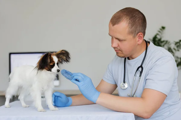 Veterinário Jovem Com Brinquedo Papillon Cão Consultório Médico — Fotografia de Stock