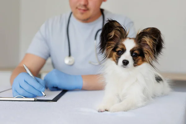 Zbliżenie Uroczy Zdrowy Pies Papillon Patrząc Aparat Lekarz Weterynarii Wypisywanie — Zdjęcie stockowe