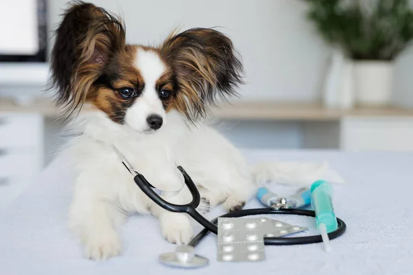 Собака Папілон Лежить Столі Стетоскопом Таблетками Шприцом Медичному Кабінеті — стокове фото