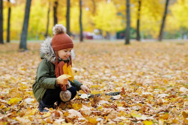 Nettes Kleines Mädchen Herbst Park Sammeln Ahorn Lesben — Stockfoto