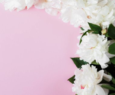 Pembe arka planda yaprakları olan güzel beyaz şakayıklar.