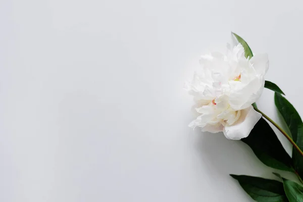 コピースペースと白の美しい単一の白い牡丹 — ストック写真
