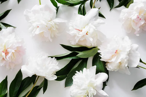 Widok Góry Kwiat Wzór Biały Piękne Kwiaty Piwonii — Zdjęcie stockowe