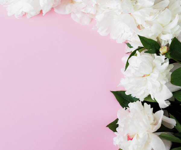 Beautiful fresh white peonies with leaves on pink background