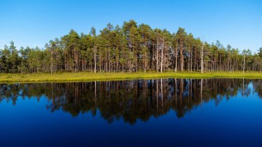 Güzel orman nehir ağacının suyundaki yansıma