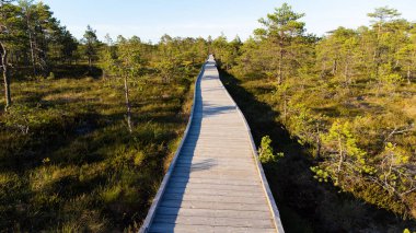Viru Raba 'da yürüyüş pisti ya da Estonya' daki Lahemaa Ulusal Parkı 'nda bataklık.