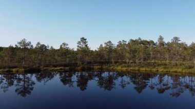 Güzel orman nehir ağacının suyundaki yansıma