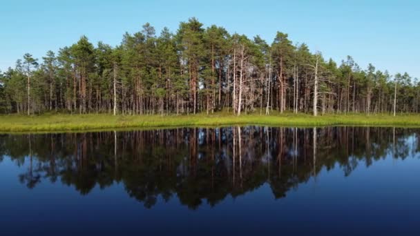 Vista Sulla Palude Foresta Nel Parco Nazionale Estone — Video Stock