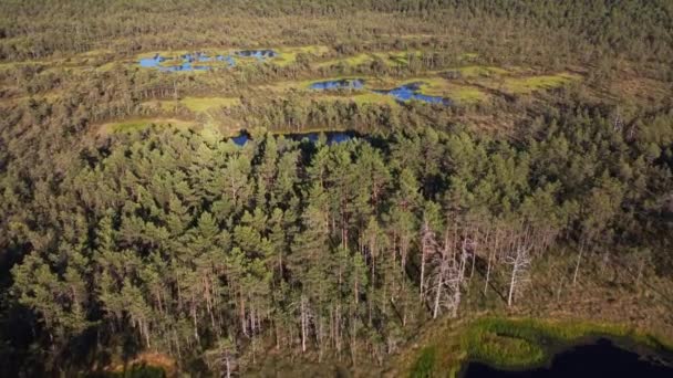 Piękny Krajobraz Naturalny Parku Narodowym Lahemaa Estonii — Wideo stockowe