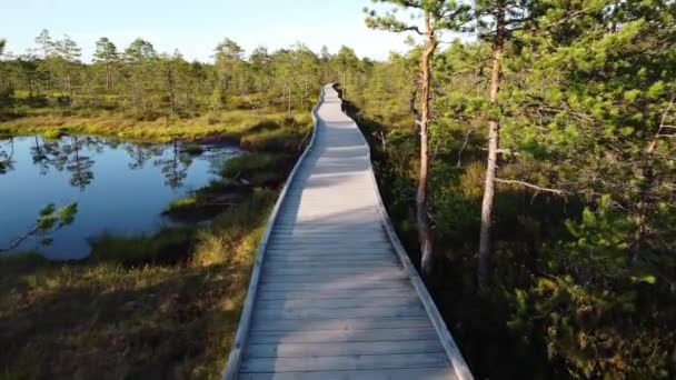 爱沙尼亚Viru Raba或Lahemaa国家公园Bog步行道的头像 — 图库视频影像
