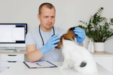 Veteriner çocuk veteriner kliniğinde köpeği kontrol ediyor.
