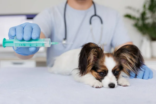 テーブルの上の病気の小さな犬とシリンジが付いている獣医手 — ストック写真