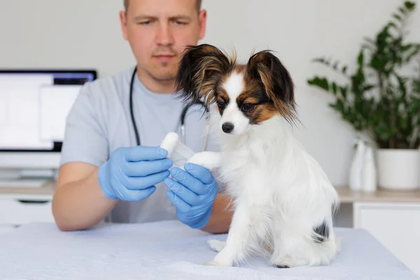 獣医クリニックでテーブルの上に座っている小さな犬の足を包む職場の制服の専門の獣医 — ストック写真