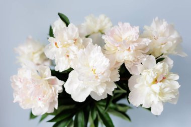 Mavi arka planda güzel beyaz şakayık buketini kapat.