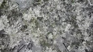 Donmuş ağaçlarla kaplı güzel karlı kış ormanlarının havadan görünüşü. 4K görüntü.