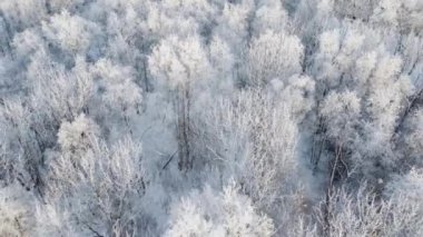 Estonya 'daki güzel karlı kış ormanlarının hava manzarası - 4k görüntü