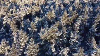 Aerial winter landscape with pine trees covered with snow