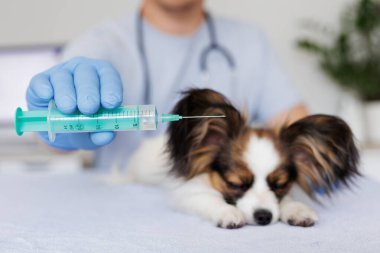 Ellerinizi eldiven ve şırınga ile kapatın ve muayenehanede papillon köpek var.