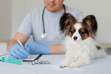 Çok güzel, sağlıklı bir papillon köpek ve arka planda reçete yazan veteriner.