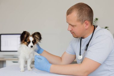 Veteriner muayenehanedeki masadaki papillon köpeğini kontrol ediyor.