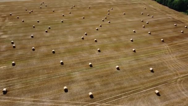 Schöne Luftaufnahme Der Strohballen Einem Weizenfeld — Stockvideo