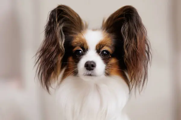Närbild Porträtt Roliga Tricolor Papillon Hund — Stockfoto