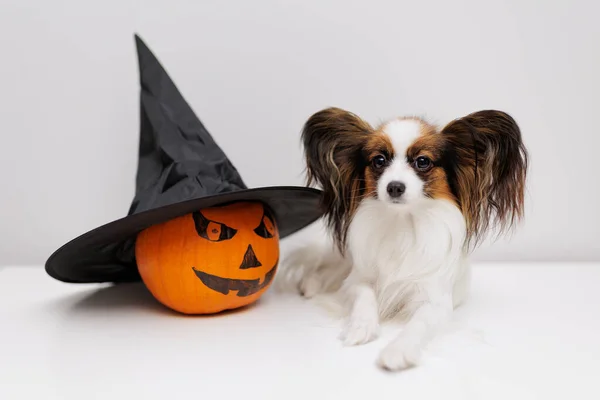 Halloween Orange Pumpkin Witches Hat Little Dog Table — Stock Photo, Image