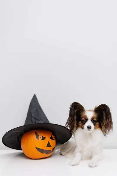 Halloween Orange Pumpkin Witches Hat Little Papillon Dog Table Copy — Stock Photo, Image