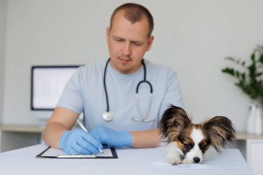 Kameraya bakan sevimli papillon köpekleri kapatın. Veteriner doktor arka planda reçete yazıyor.