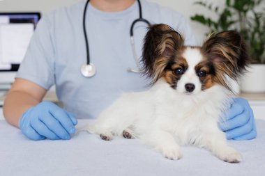 Tıp bürosundaki küçük papillon köpek kontrol ve veterinerlik yapıyor.