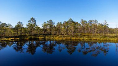 Güzel yeşil orman nehir ağacının suyundaki yansıma