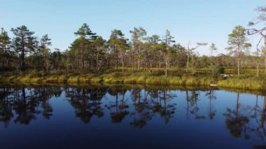 Güzel yeşil orman ve nehrin sularındaki yansıma
