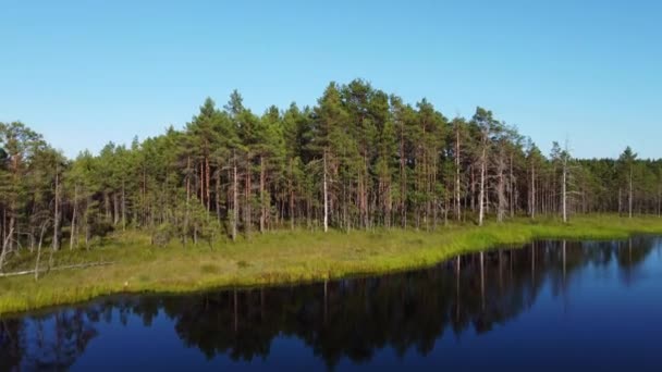 Κάτοψη Του Βάλτου Και Του Δάσους Στην Εσθονία — Αρχείο Βίντεο