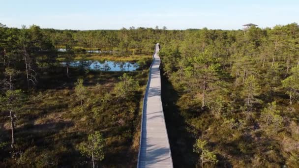 Tor Pieszy Viru Raba Lub Bagno Parku Narodowym Lahemaa Estonii — Wideo stockowe
