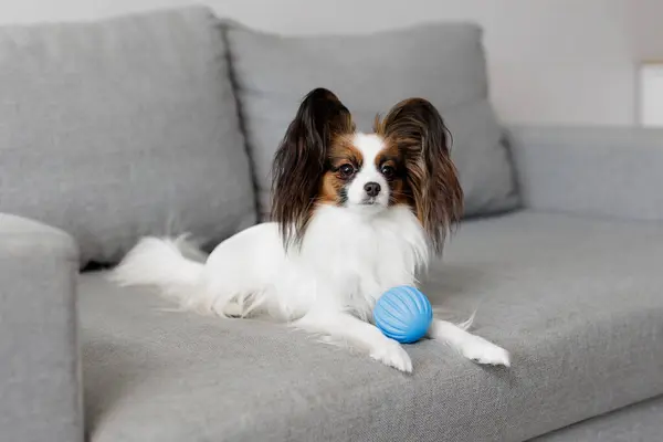 抱着球躺在沙发上的可爱乳头状小狗的肖像 — 图库照片