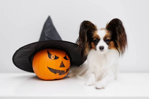 Halloween Orange Pumpkin Witches Hat Little Papillon Dog Table — Stock Photo, Image