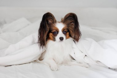 Beyaz battaniyenin altında küçük papillon köpek