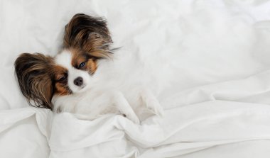 Kopya uzaylı yatakta uyuyan papillon köpek manzarası