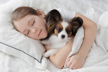 Küçük kız battaniyesinin altında papillon köpeğiyle yatakta uyuyor.