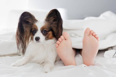 Günaydın konsept - çocuk bacakları ve yatakta battaniyenin altında sevimli köpek