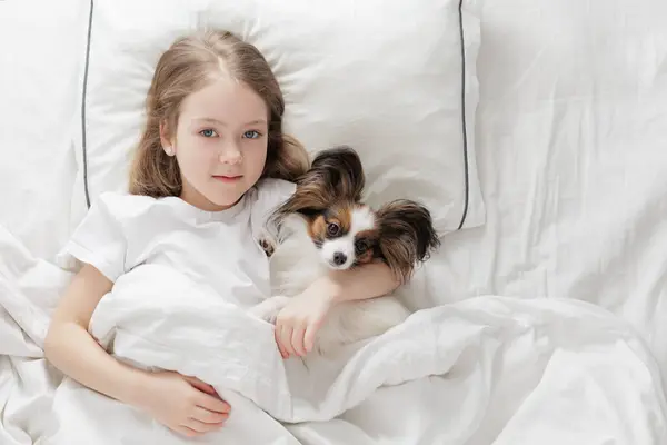 little girl lying in bed with her cute papillon dog under blanket, copy space over white