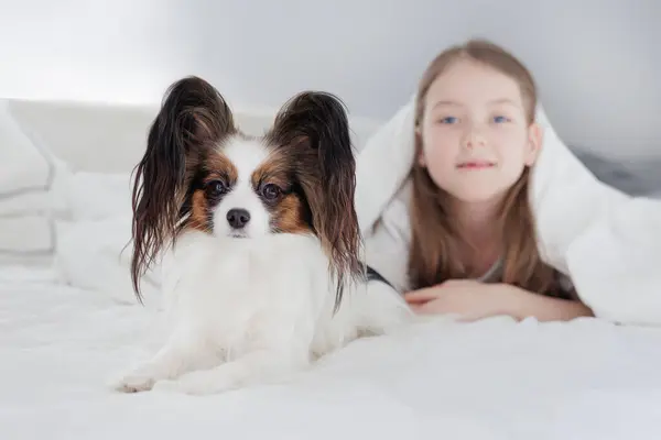 可爱的乳头状小狗和小女孩躺在明亮的卧室里的肖像 图库图片