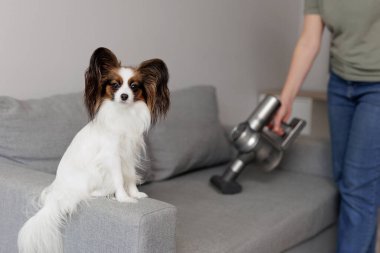 Şirin, tüylü papillon köpek kanepede oturuyor ve kadın modern elektrikli süpürgeyle kanepeyi temizliyor.