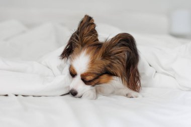 Küçük şirin papillon köpek beyaz battaniyenin altında uyuyor.