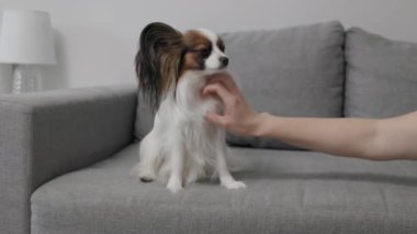 Kanepede oturan sevimli papillon köpeğini okşayan kadının yakın çekimi. 