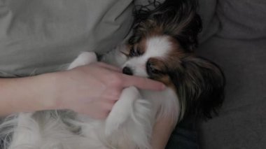 Şirin papillon köpek sahiplerinin ellerinde yatıyor.