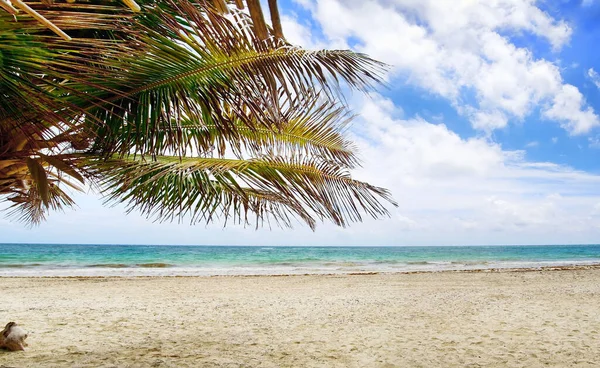 Praia Tropical Com Palmeira Dia Ensolarado — Fotografia de Stock